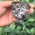 育苗基质，瓜果蔬菜、草莓林木花卉多肉植物营养土！厂家直销