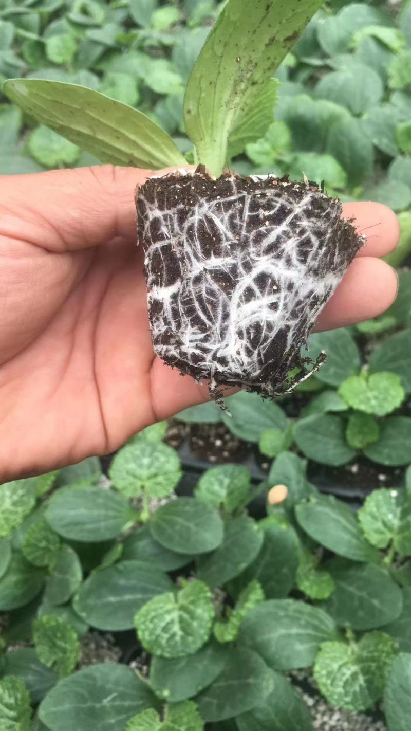 育苗基质，瓜果蔬菜、草莓林木花卉多肉植物营养土！厂家直销
