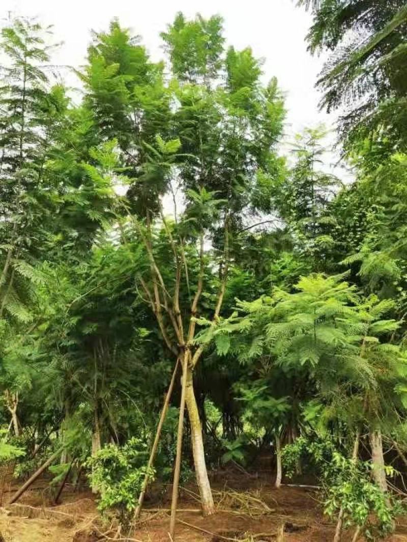 蓝花楹高低分枝各种款式15-28有货，欢迎来电