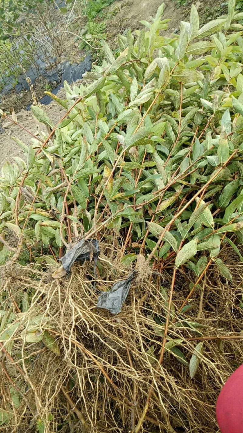 蓝靛果苗2年苗保证成活率大果当年结果