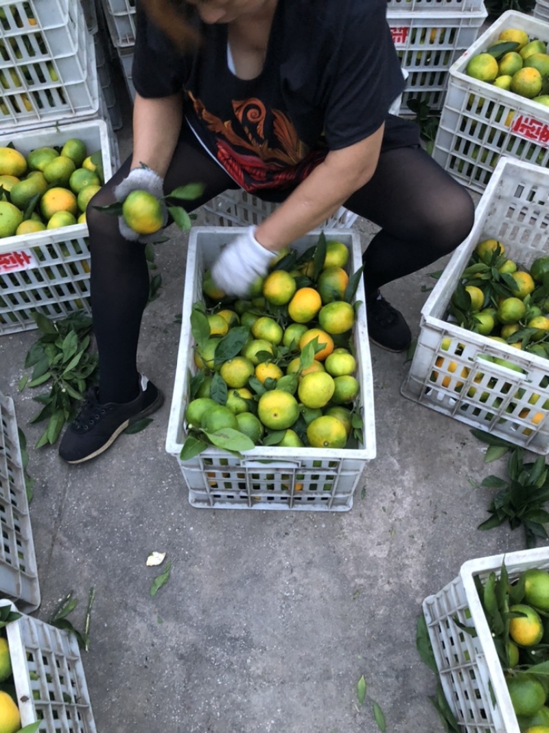 早熟蜜桔
