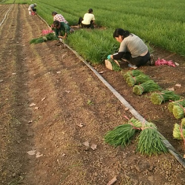 江苏省沭阳县千亩韭菜产地