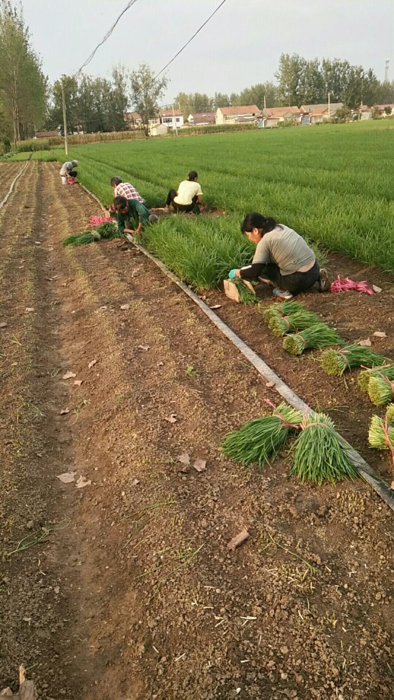 江苏省沭阳县千亩韭菜产地