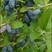 蓝靛果钵苗保证成活率两年苗保证苗木质量