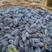 蓝靛果钵苗保证成活率两年苗保证苗木质量