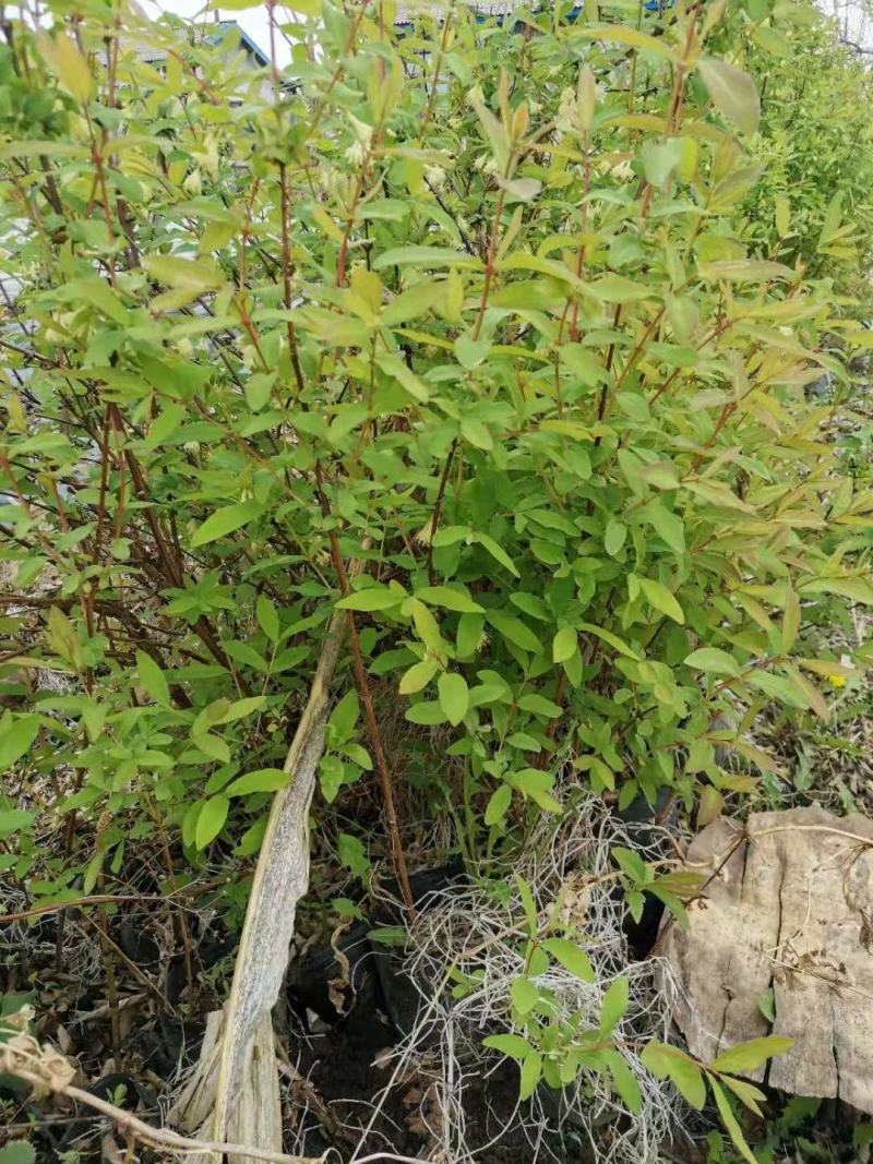 蓝靛果钵苗保证成活率两年苗保证苗木质量