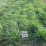 牧草种子冬牧70耐寒高产猪牛羊鸡鸭鱼鼠兔畜禽牧草种籽