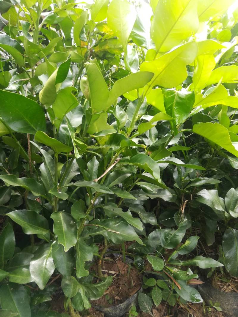 柚子苗品种多多红宝石三亚柚等