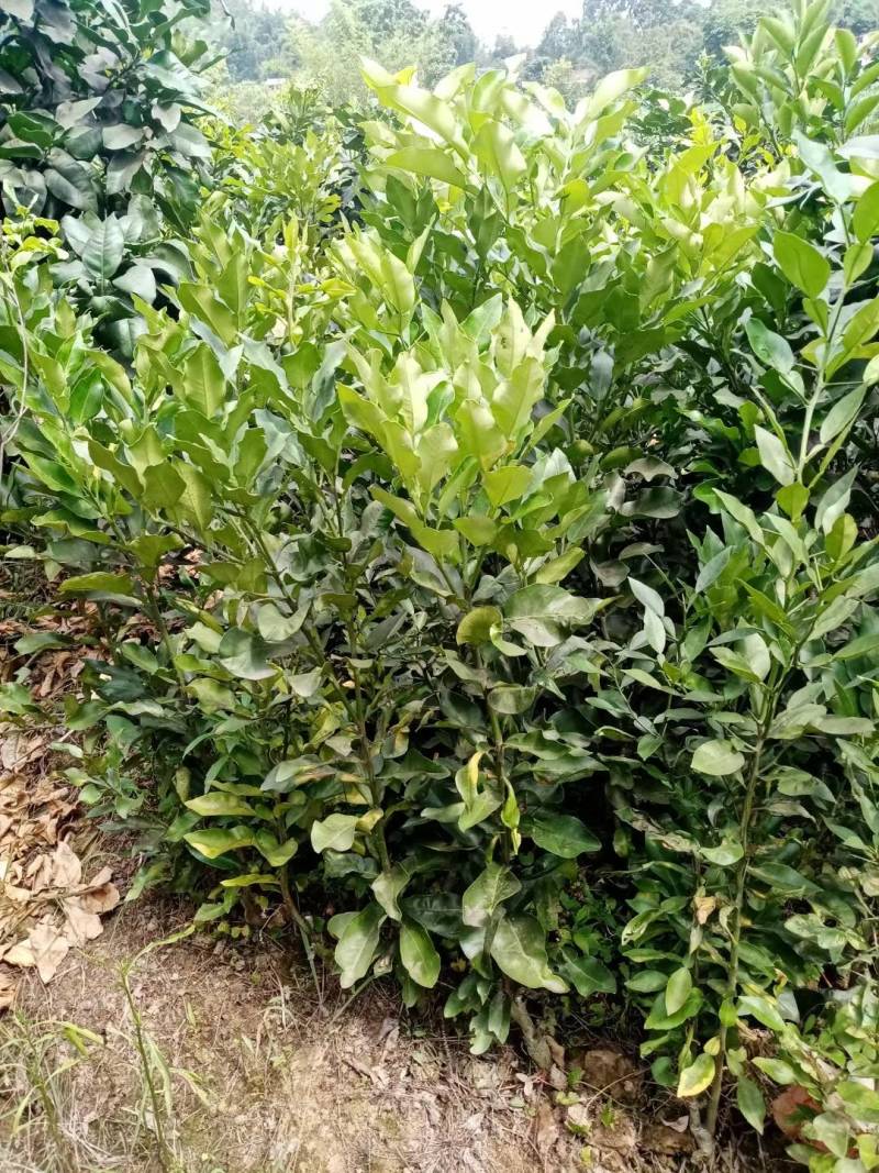 柚子苗品种多多红宝石三亚柚等