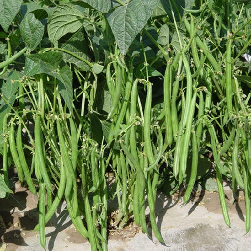 绿领无架四季豆种子，早熟丰产,优质无筋2斤装地豆种子