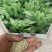 菊苣种籽牧草种子猪羊牛兔鸡鸭鹅多年生四季高产养殖鱼草