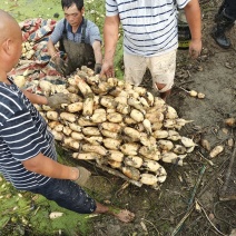 我们有优质莲藕田2000亩，从事种植莲藕多年，品种全。