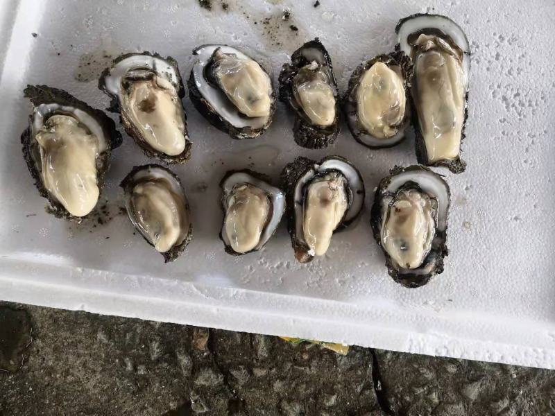 生蚝小小5毛一个起批发一对一精挑细选现场视频挑