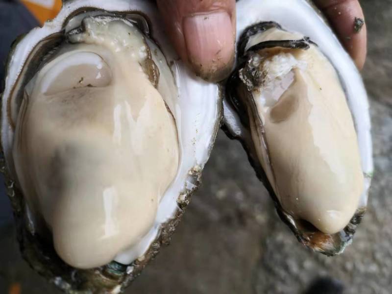 生蚝小小5毛一个起批发一对一精挑细选现场视频挑