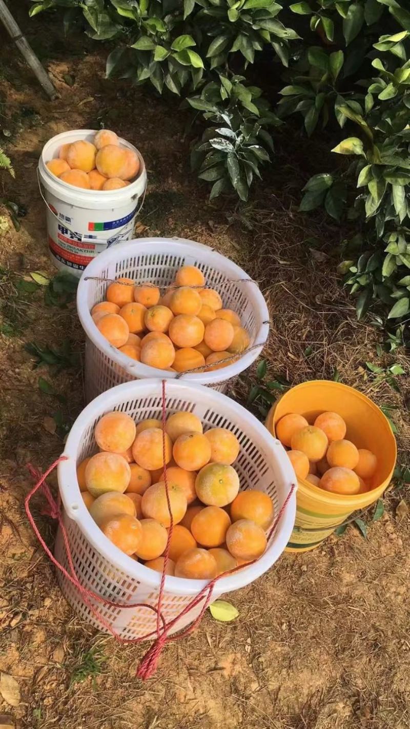 正宗赣南脐橙，农户直供，欢迎预订，实地考察，，