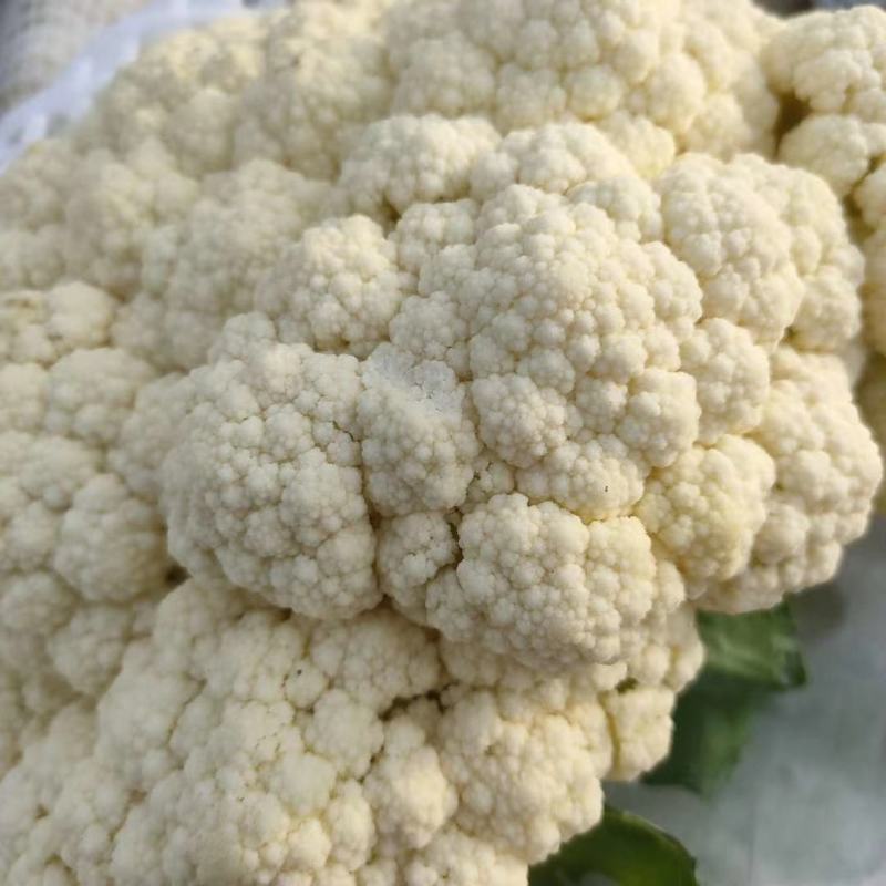 乐亭有机散花10月初大量有货欢迎你的到来