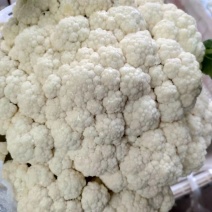 乐亭有机散花10月初大量有货欢迎你的到来