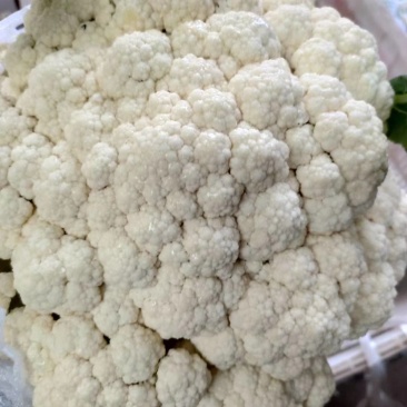 乐亭有机散花10月初大量有货欢迎你的到来