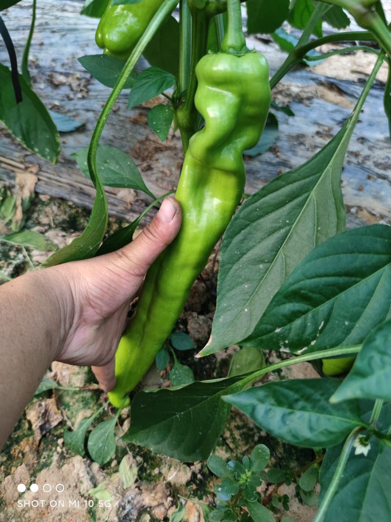 产地直供！！精品一级尖椒。大量上市，质量有保证！！