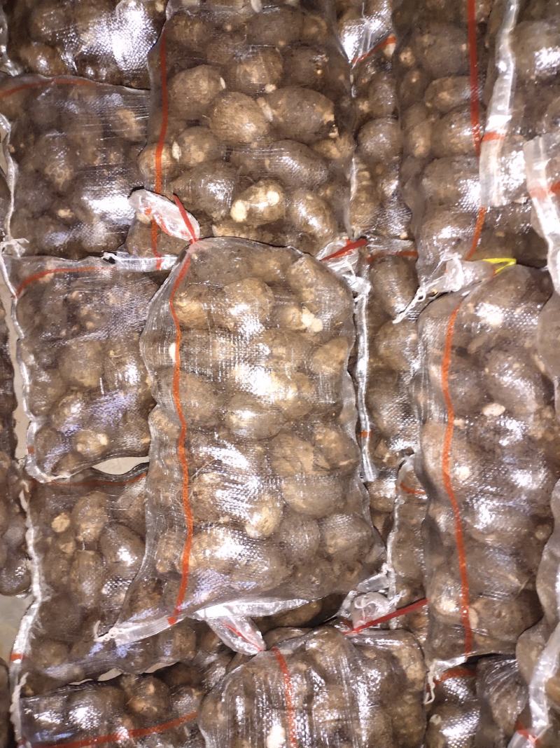 大量供应优质沙土地芋头，8520，大球，二球，通货
