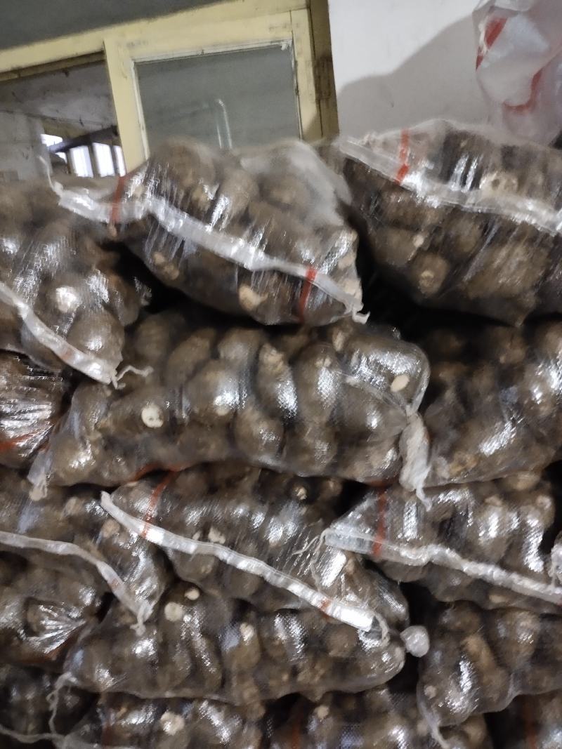 大量供应优质沙土地芋头，8520，大球，二球，通货