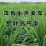 牧草种子多年生黑麦草种子耐寒冬牧70种子养牛羊鸡鹅鱼苜蓿