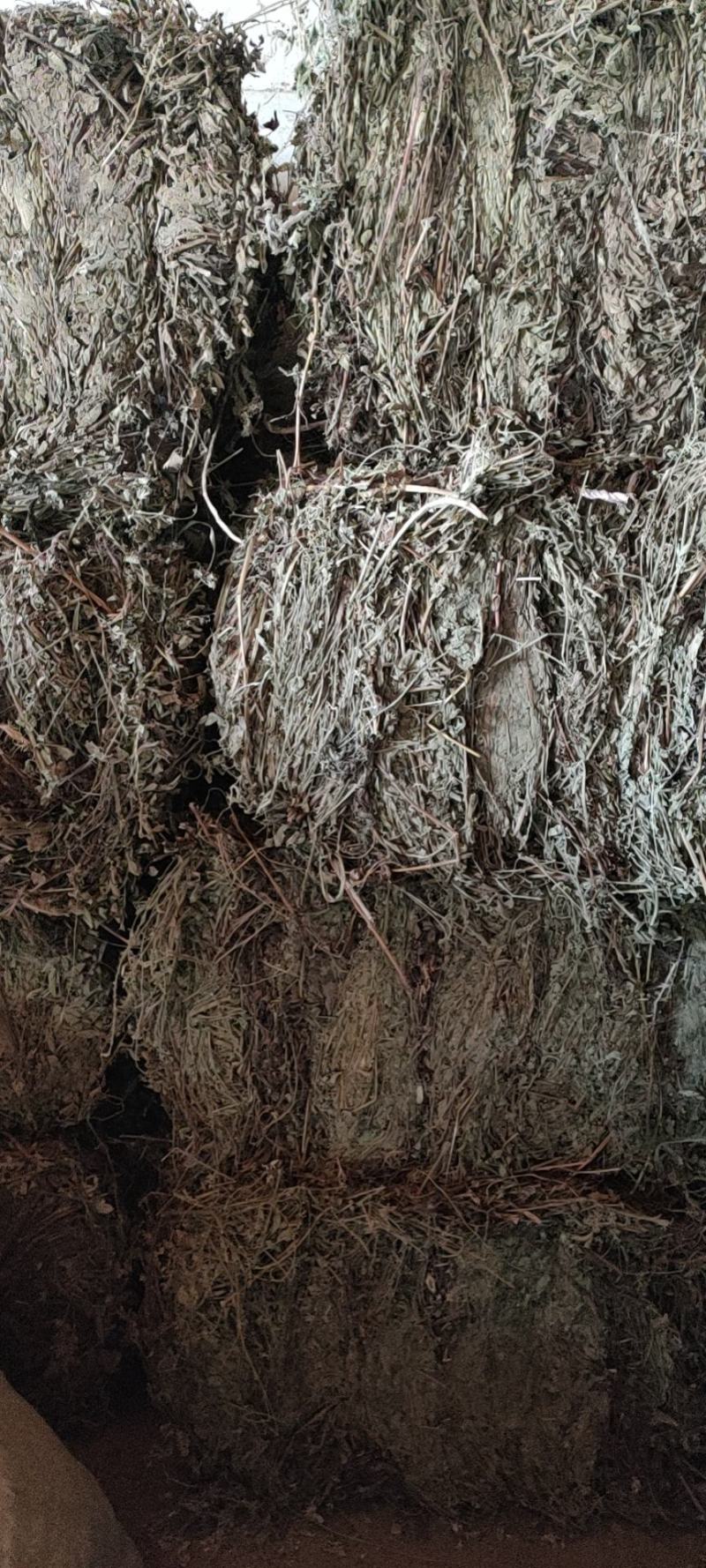 仙鹤草、仙鹤草机压件，现货供应，数量有限可联系