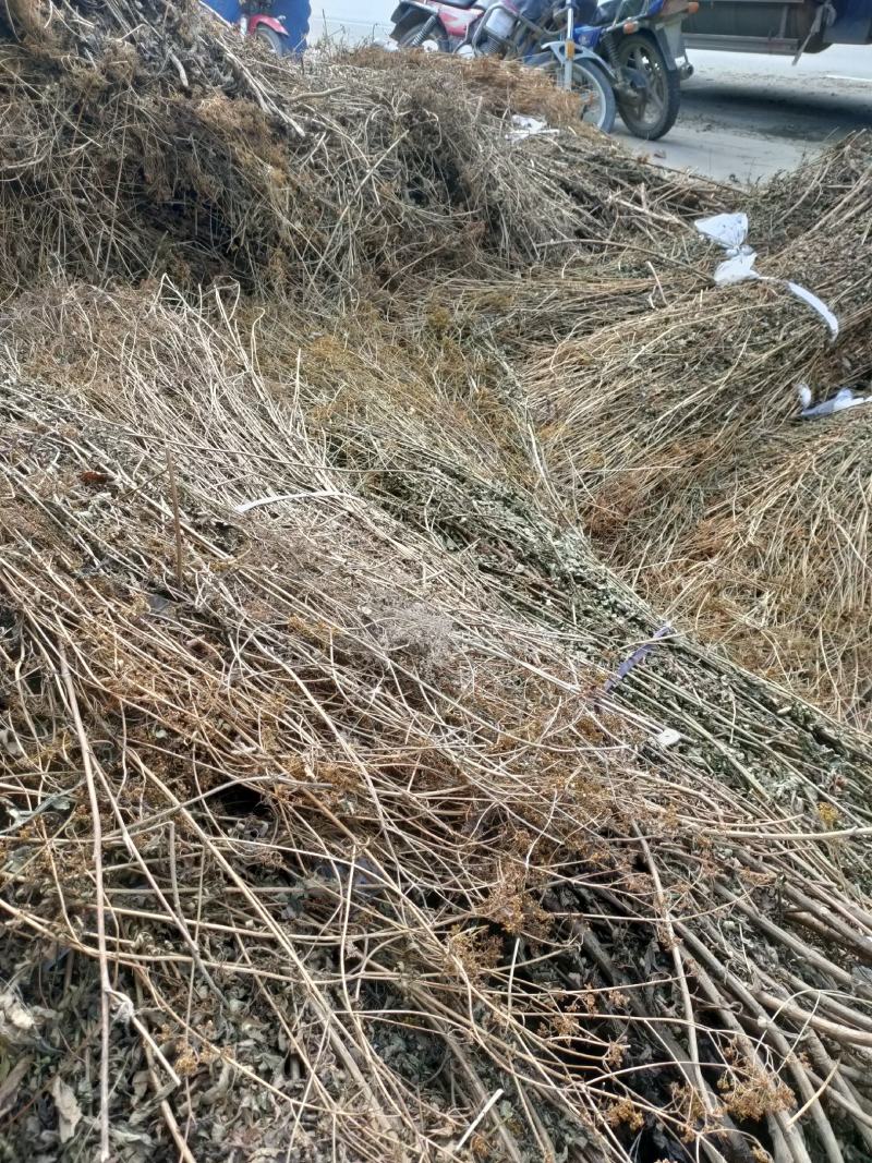 败酱草，黄花败酱草，臭败酱草，厂家供应全国可发