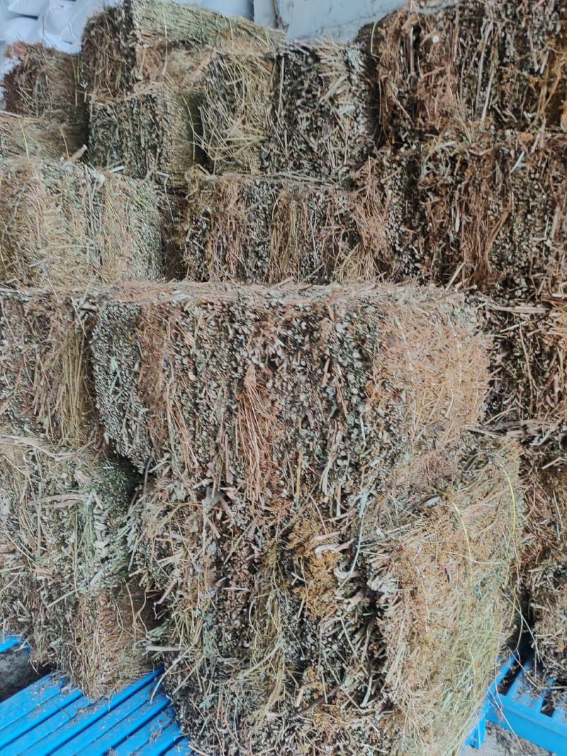 败酱草，黄花败酱草，臭败酱草，厂家供应全国可发