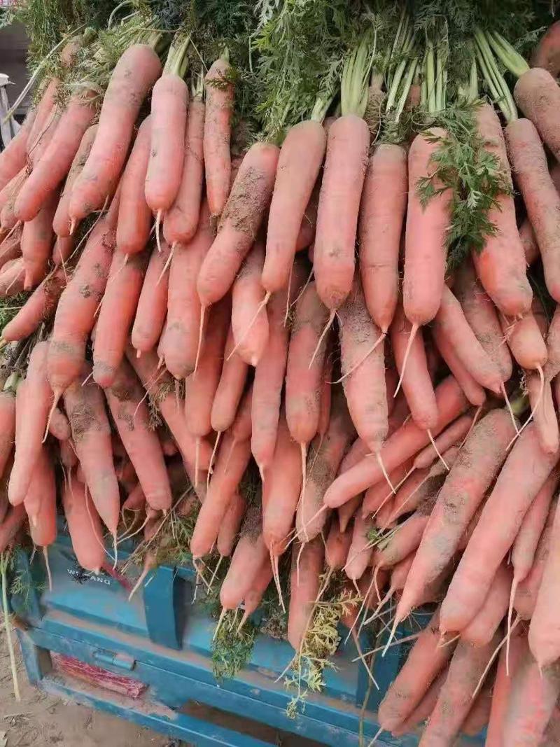 河南红萝卜二两以上，产地直销货源充足。