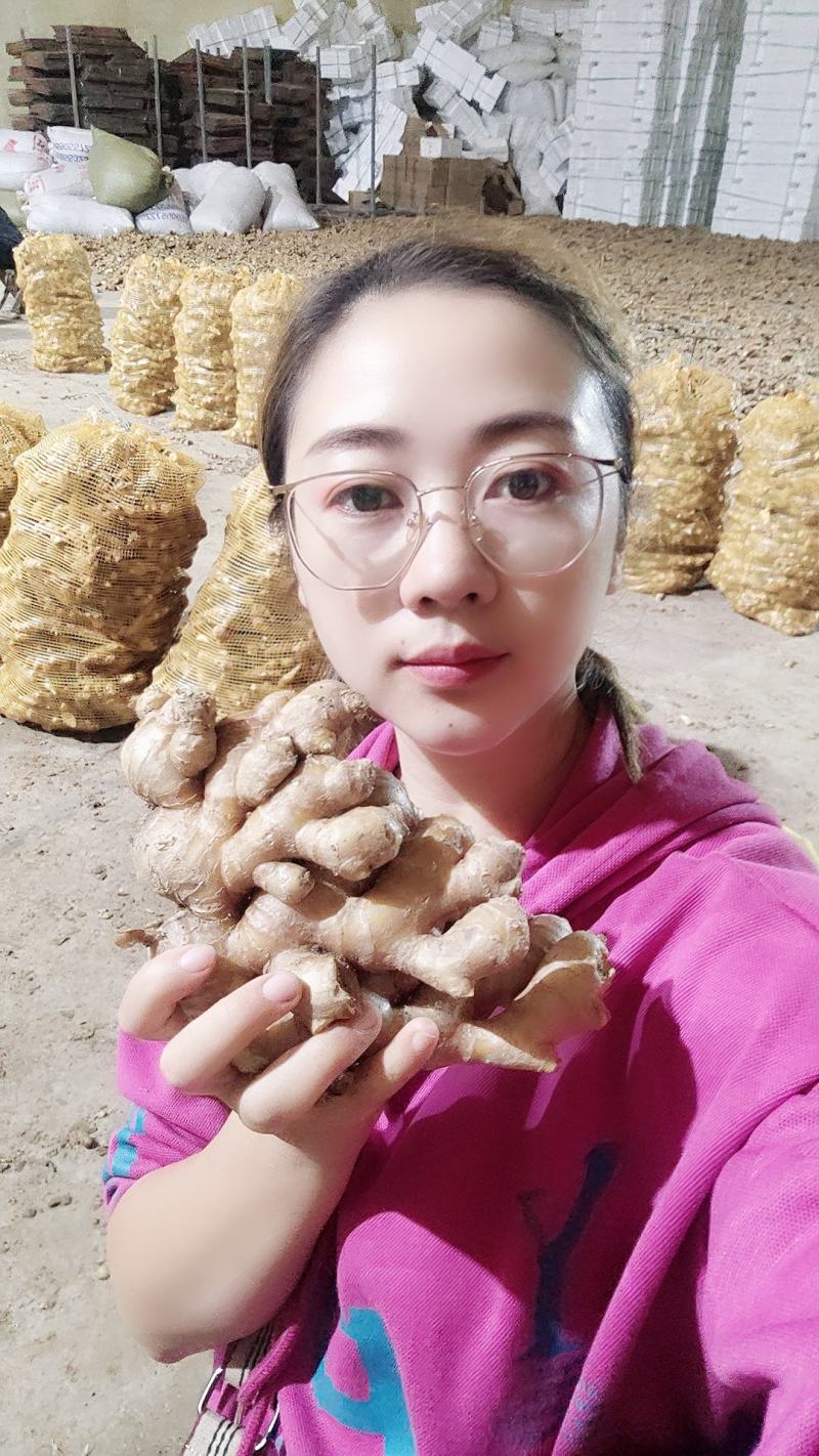 山东优选大黄姜大量供应【全国发货坏烂包赔】质量保证