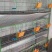 养殖大棚颗粒机欧式兔笼复试兔笼草子颗粒料