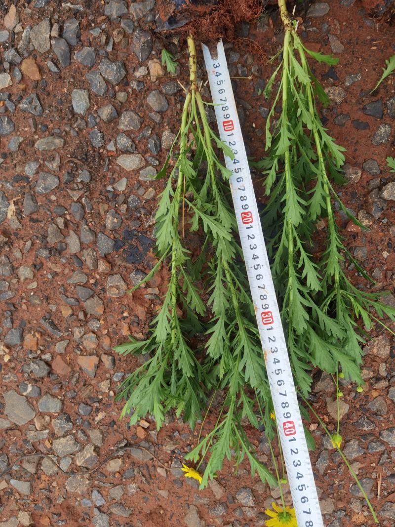 木春菊，云南木春菊苗圃直销量大，多分叉叶水好，一手货源