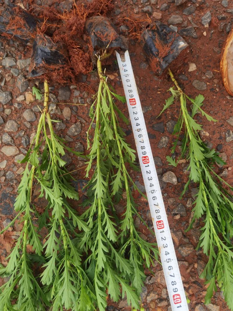 木春菊，云南木春菊苗圃直销量大，多分叉叶水好，一手货源