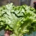 菠菜，油菜，生菜，香菜，茴香苗，小白菜，茼蒿，各种绿叶菜