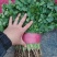菠菜，油菜，生菜，香菜，茴香苗，小白菜，茼蒿，各种绿叶菜