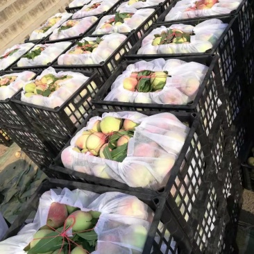 山东冬桃平邑冬桃，产地直销，个大脆甜品质保证价格公道