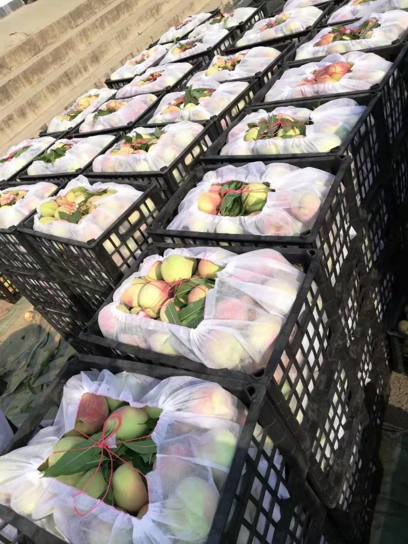 山东冬桃平邑冬桃，产地直销，个大脆甜品质保证价格公道