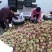 山东冬桃平邑冬桃，产地直销，个大脆甜品质保证价格公道