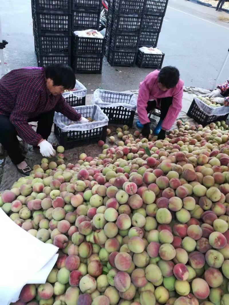 山东冬桃平邑冬桃，产地直销，个大脆甜品质保证价格公道