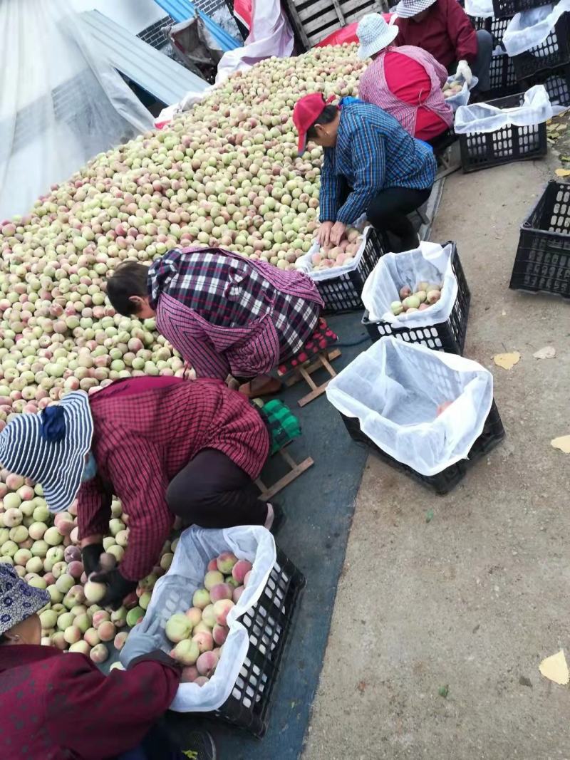 山东冬桃平邑冬桃，产地直销，个大脆甜品质保证价格公道