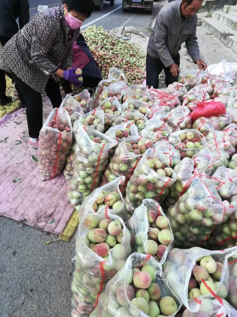 山东冬桃平邑冬桃，产地直销，个大脆甜品质保证价格公道