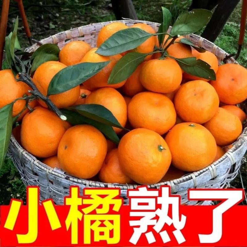 南丰蜜橘柑桔柑橘保质保量，欢迎咨询订购。
