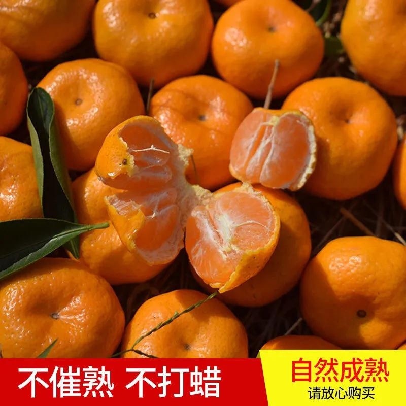 南丰蜜橘柑桔柑橘保质保量，欢迎咨询订购。