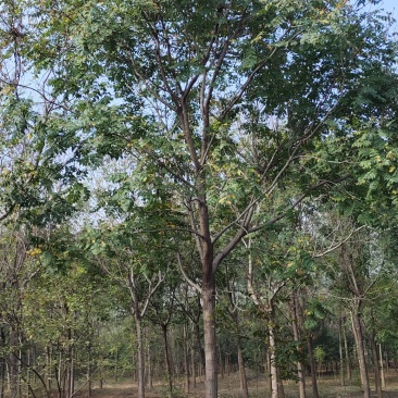 供应自家苗圃12/18公分北栾，3000棵照片质量