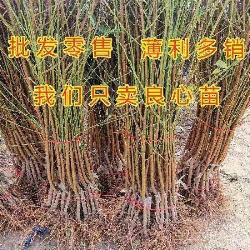 血桃苗中华血桃树苗苗现颜色血色挖现发包成活包结果