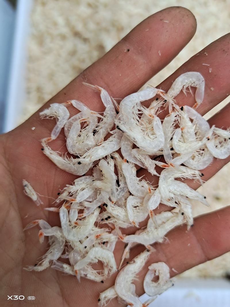 渤海湾淡干，微咸虾皮！干度好味道鲜！一手货源无差价！
