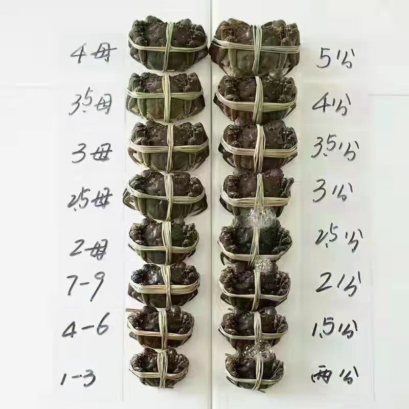 湖北洪湖清水大闸蟹鲜活螃蟹礼盒包装顺丰