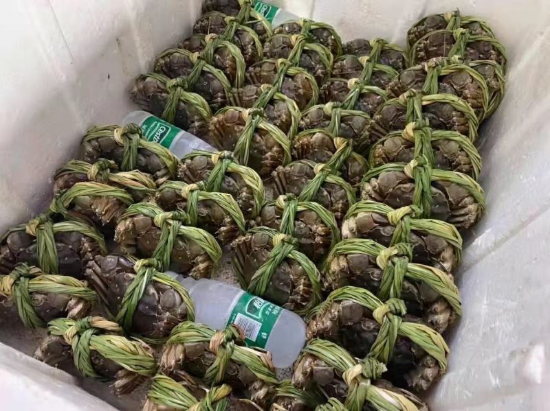 湖北洪湖清水大闸蟹鲜活螃蟹礼盒包装顺丰