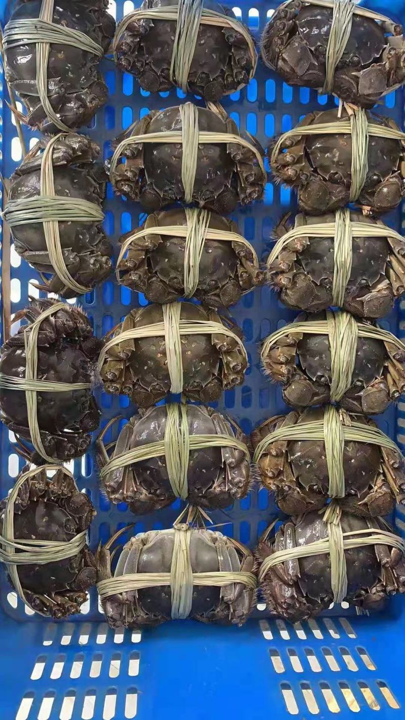 湖北洪湖清水大闸蟹鲜活螃蟹礼盒包装顺丰